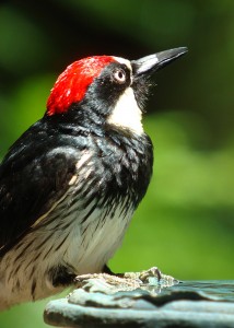 web Acorn-Woodpecker-male-DSC07726