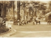 horses_rio_nido