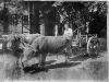 ox